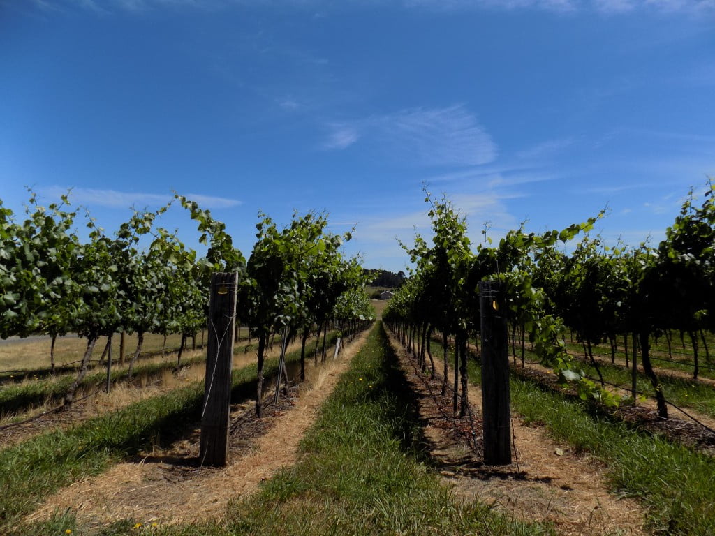 orange NSW vineyards