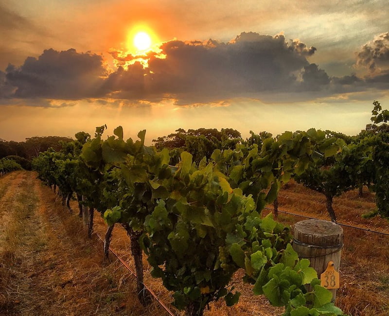 Photo courtesy of Leeuwin Estate Winery