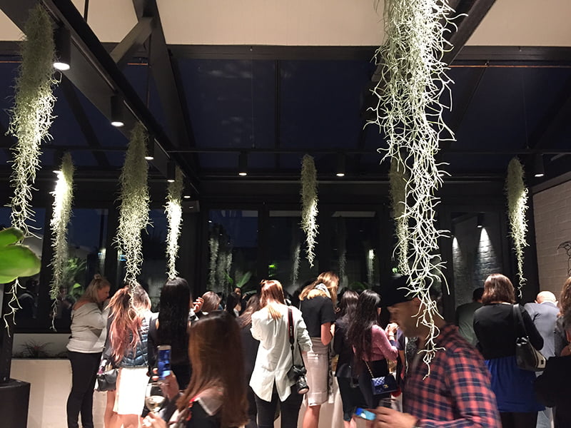 hanging plants