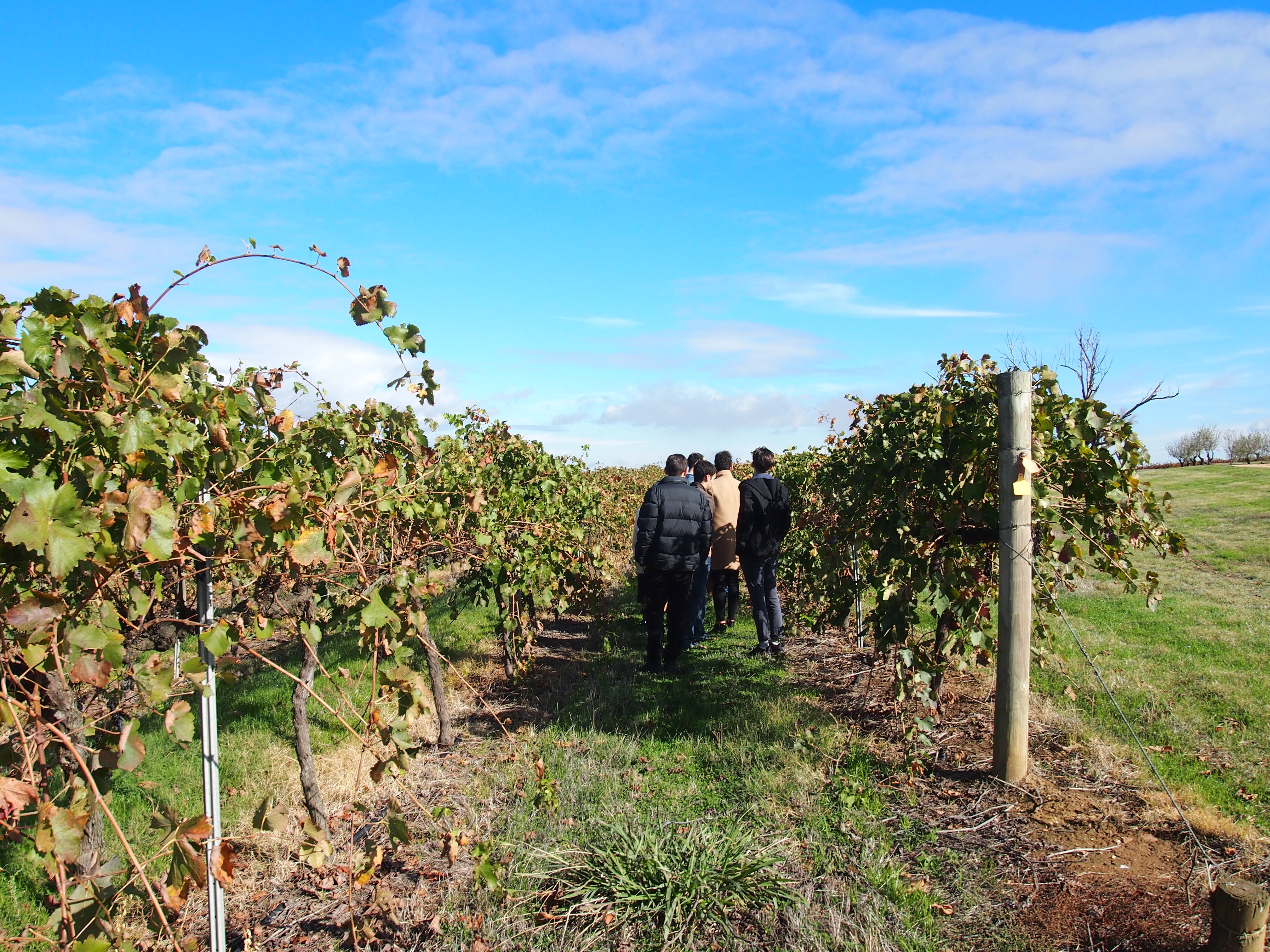 rutherglen-estates-vineyard