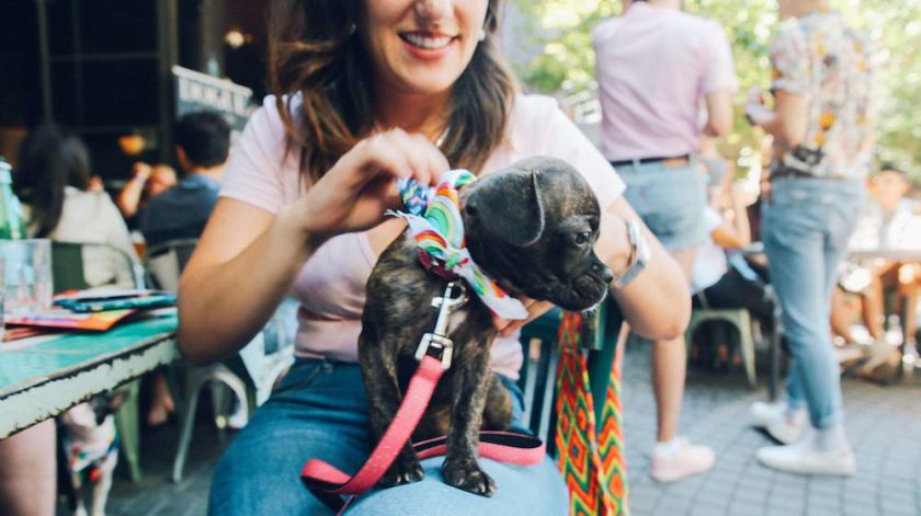 dog friendly bar