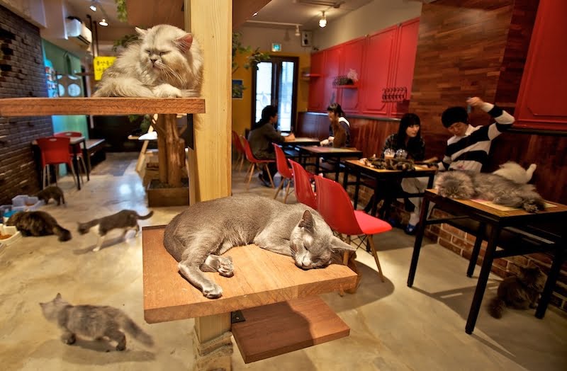 cat cafe