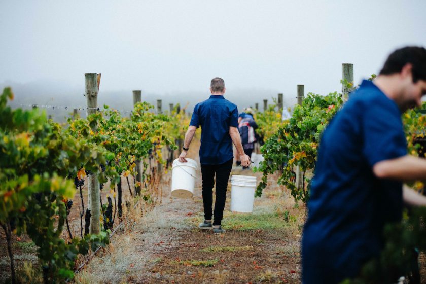 Austin's Wines - Vineyard