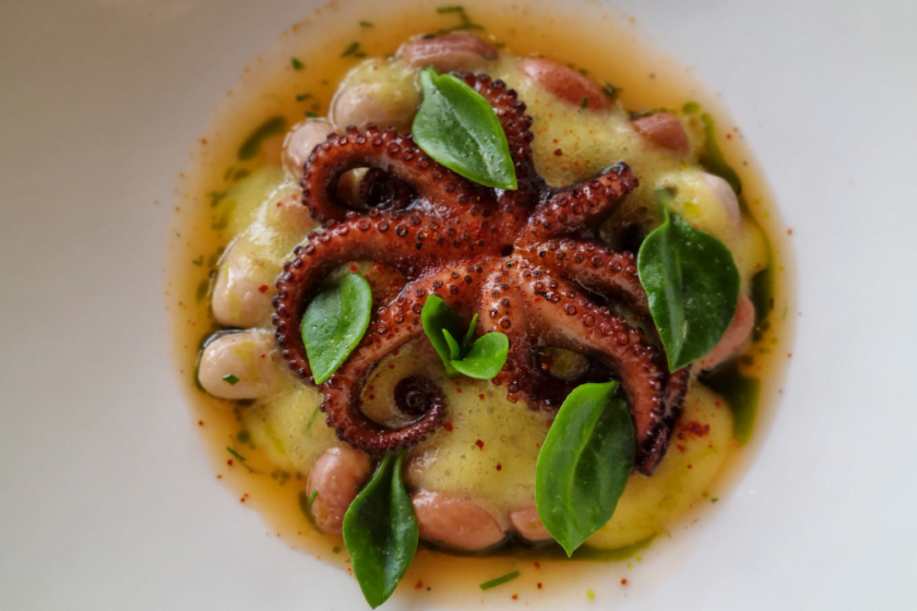 Baby-octopus