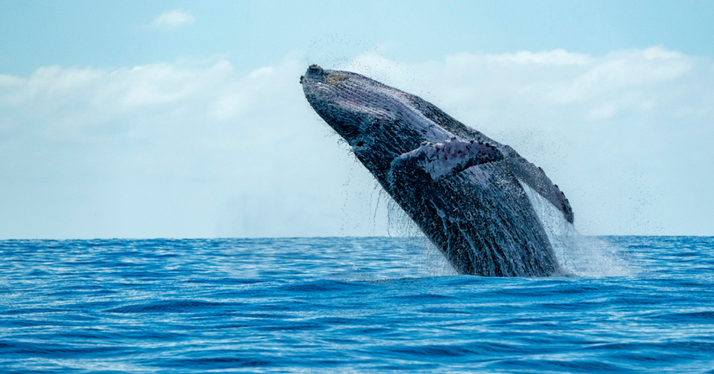 Your Guide To Sydney Whale Watching This Winter