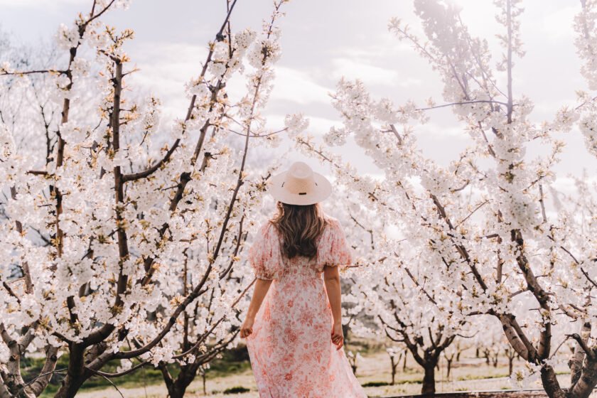 CherryHill Orchards Blossom Festival