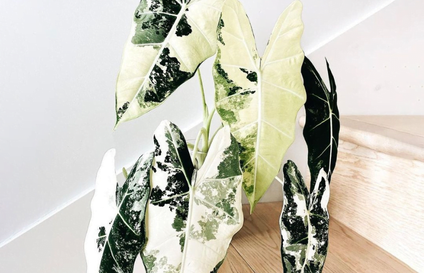 Alocasia Frydek Variegata plant on staircase.