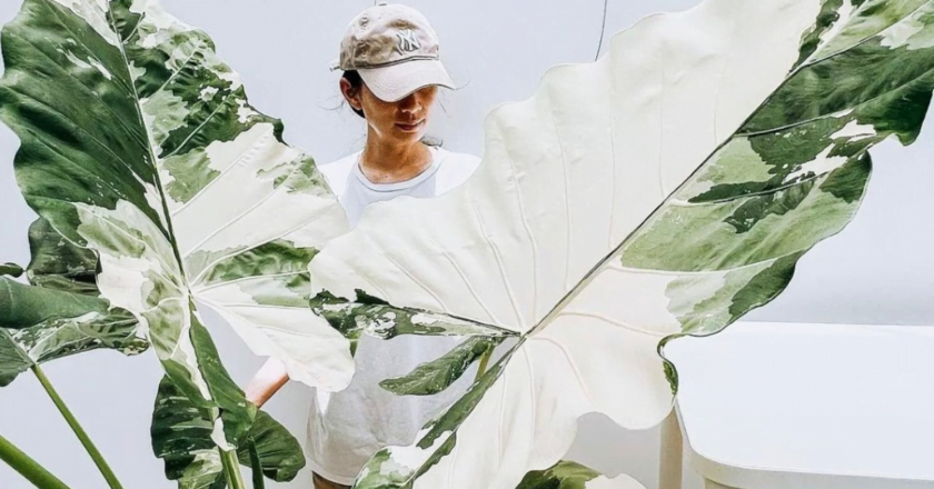 Person in cream snapback standing behind a Variegated Alocasia plant varietal.