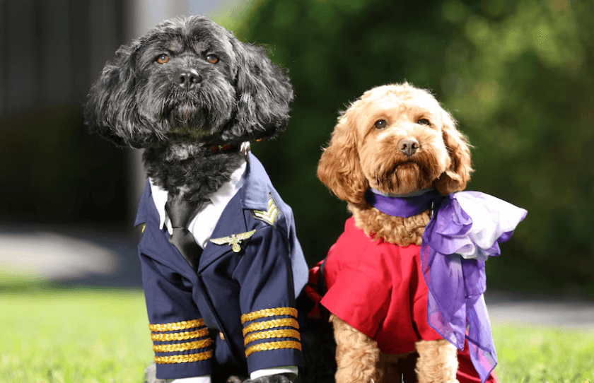 Virgin Australia pets dressed in cabin gear