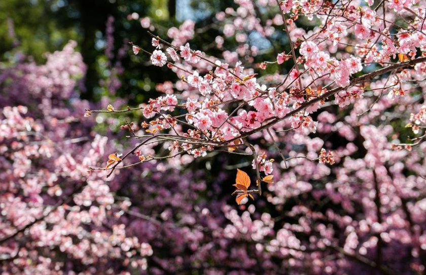 Cherry Blossom Branch