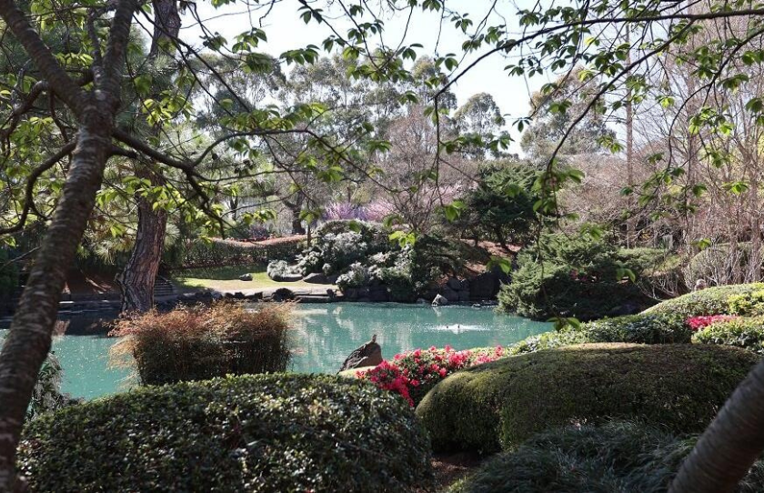 Cherry Blossom Park